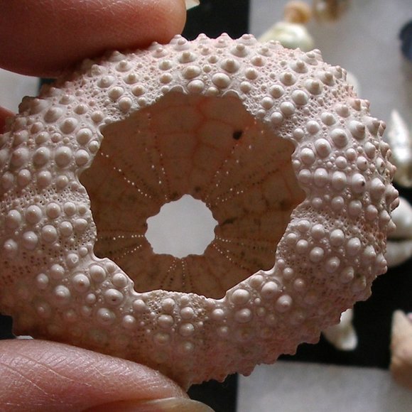 Dollhouse Mini Rare Barbie Mattel Shark 2010 T7018 AND Sea Urchin With Seashells - Picture 15 of 16